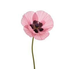 Delicate pink flower with a slender green stem, showcasing soft petals and rich texture, perfect for nature themes. Isolated on white background or PNG