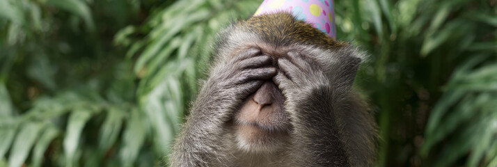 Monkey covering eyes in disbelief wearing party hat