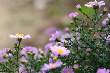Fototapeta premium Little purple Aster flowers growing in the garden. Selective focus.