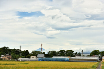寒川神社の鳥居と富士山が見える寒川の田園風景