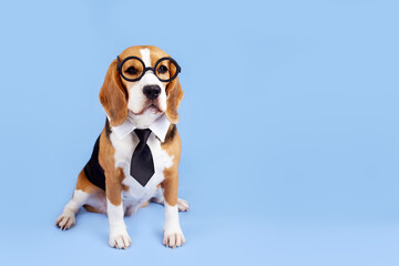 A beagle dog with round glass and a tie on a blue isolated background.
