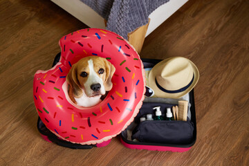 A beagle dog at a suitcase with things for a summer vacation at sea.