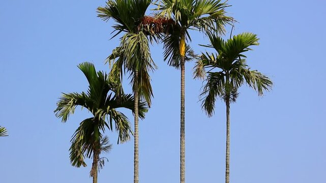 Tilt shot of Areca catechu (Betel nut) trees against a clear blue sky. Focus on lush green leaves and developing areca nuts, commonly chewed with betel leaves and slaked lime. Tropical agriculture.