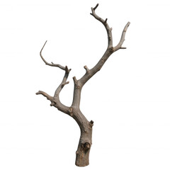 Dry twisted tree branch, gnarled and weathered structure, perfect for rustic decor or nature-themed projects, ample space for text. Isolated on white background or PNG