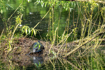 Mitten im Dickicht aus Zweigen und jungen Trieben sitzt sie da – ganz still, ganz entspannt: Eine Schildkröte genießt die warmen Sonnenstrahlen auf ihrer Panzeroberfläche.