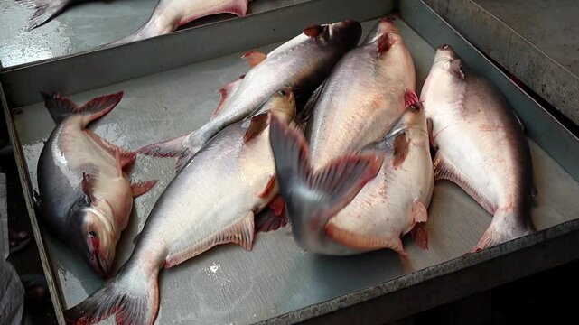 Fresh Pangas catfish (Pangasius pangasius) for sale at a local fish market in Bangladesh. Also known as Yellowtail, basa, or freshwater catfish.