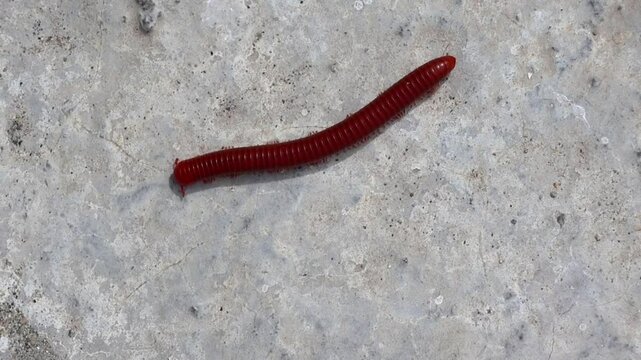 Red Millipede (Diplopoda) walks on concrete, shot from above. Thousand-leggers, arthropod, invertebrate, slow movement, macro, wildlife, nature, insect.