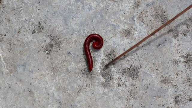 Red millipede (Diplopoda) on concrete rooftop, coiling defensively when touched. Also known as thousand-leggers.