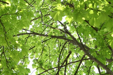 Fototapeta premium Beautiful tree crown with green leaves as background, closeup