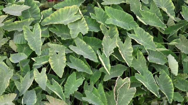 Lush green taro plant with broad leaves filling the frame. A vibrant tropical root vegetable, its leaves and stems are popular edible greens.