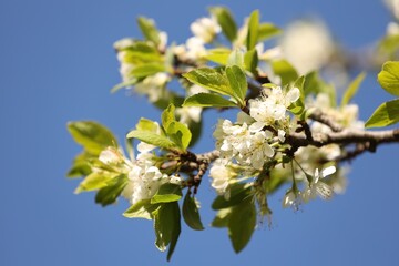 Beautiful blossoming plum tree with white flowers under blue sky, closeup