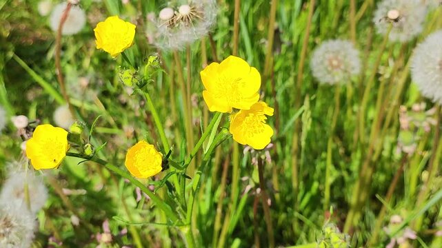 Ranunculus acris, beautiful yellow field flower