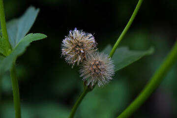 Macro Shot of Wild Dry Flower with Fluffy Seed Head on Green Background