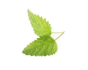 Fresh green lemon balm leaves isolated on white