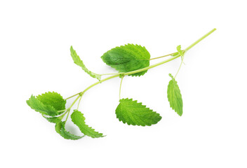 Fresh green lemon balm leaves isolated on white, top view