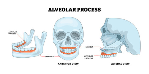 Alveolar Process Human Skull Anatomy Structure Diagram with Anterior, Posterior and Lateral View, Educational Medical Poster Design Healthcare Scheme, Labeled Mandible, Maxilla. © Yumagema