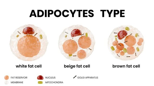 Scientific animation showing three types of adipocytes: white, beige, and brown fat cells. Each cell is labeled and features visible fat reservoirs, nucleus, mitochondria, Golgi apparatus and membrane