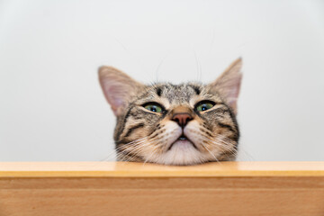 Curious Tabby Cat Peeking Over Edge, Playful Feline with Green Eyes Looking Down, suitable for...
