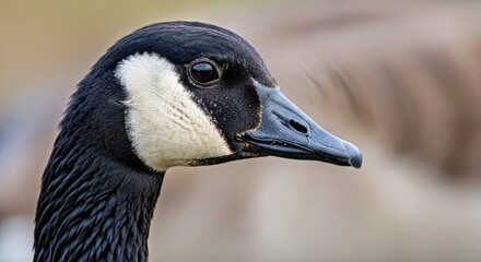Canada Goose Branta Canadensis Wildlife Animal Close Up Portrait