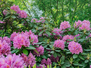 Close-up of vibrant purple hydrangea flowers in full bloom, lush and ornamental blossoms ideal for garden design, floral decor, and seasonal nature themes