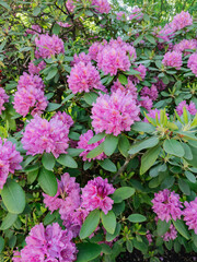 Close-up of vibrant purple hydrangea flowers in full bloom, lush and ornamental blossoms ideal for garden design, floral decor, and seasonal nature themes