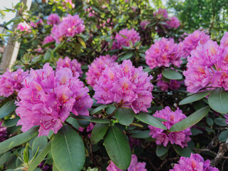 Close-up of vibrant purple hydrangea flowers in full bloom, lush and ornamental blossoms ideal for garden design, floral decor, and seasonal nature themes