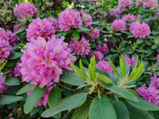 Close-up of vibrant purple hydrangea flowers in full bloom, lush and ornamental blossoms ideal for garden design, floral decor, and seasonal nature themes