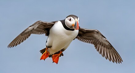 Close Up Vibrant Atlantic Puffin Bird in Flight Coastal Wildlife Avian Motion Blur