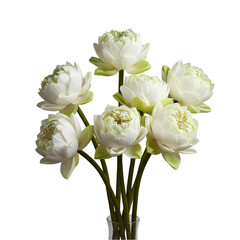 A Bouquet of Pristine White Lotus Flowers isolated on transparent bacckground