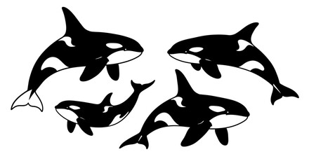 Four Black and White Orcas in Various Poses