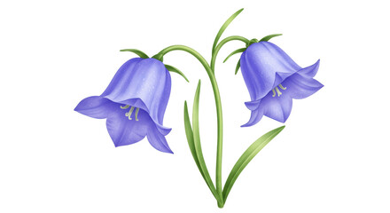 Isolated Bluebell Flowers on White Background