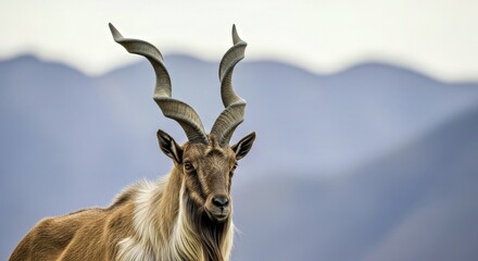 Close Up Portrait Markhor Capra Falconeri Wild Goat Central Asia Wildlife Animal