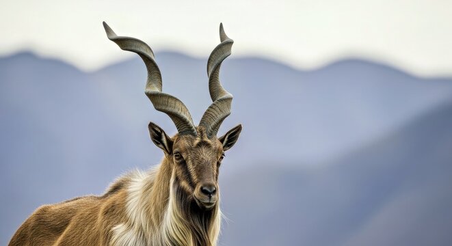 Close Up Portrait Markhor Capra Falconeri Wild Goat Central Asia Wildlife Animal