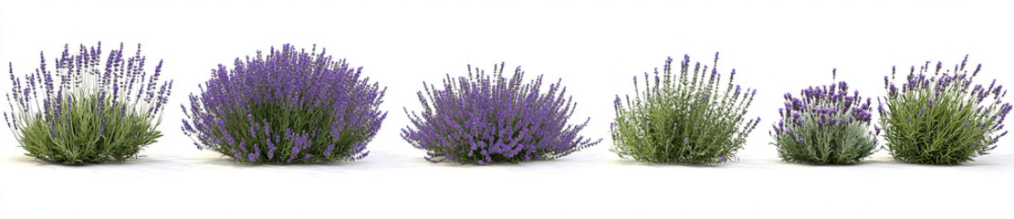 Fototapeta premium set of Lavender plants , against a transparent background, in a cutout format