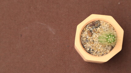 small cactus plant in color pot, brown blur background