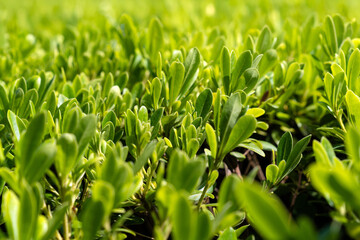 Lush Green Foliage in Sunlight. Fresh Spring Nature Background, Vibrant Leaf Texture, Eco Friendly Environment Concept, Natural Garden Plants, Outdoor Botanical Landscape, Clean Energy Symbol