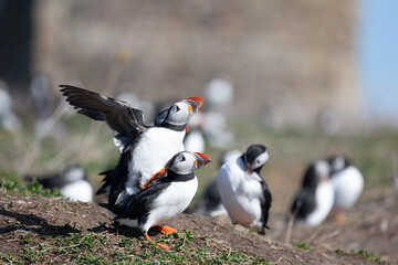 Fototapeta premium Pair of Puffins (Fratercula arctica) mating on the Farne Islands, Northumberland, UK in Spring