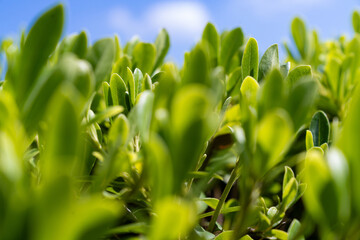Fresh Green Leaves Under Clear Blue Sky. Nature Wellness, Healing Background, Spring or Summer Season, Vibrant Foliage, Eco Environment, Sunny Weather, Growth, Healthy Lifestyle Concept