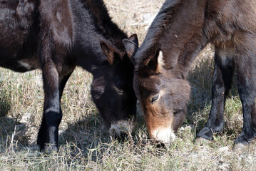 donkey in the meadow