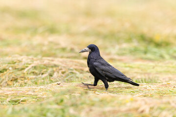 Rook walking on mown grass in Haczow, Poland