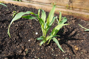 Young corn seedlings growing in raised garden bed