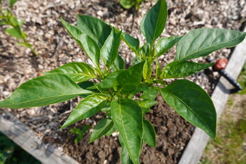 Young pepper plant growing in garden bed with wood chips mulch