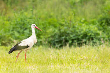 Fototapeta premium White stork walking on green grass in meadow in Poland