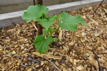 Young cucumber plant growing in a raised garden bed with wood chips mulch