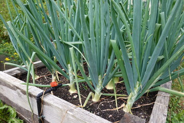 Green onions growing in raised garden bed with irrigation system