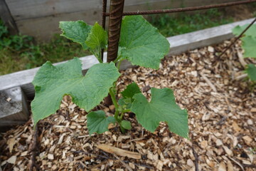 Young cucumber plant growing in raised garden bed with wood chips mulch