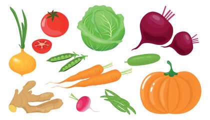Set healthy vegetables in cartoon style. Vector illustration of delicious products: onion, tomato, pea, cabbage, beet, cucumber, carrot, ginger root, radish, pumpkin isolated on white background.