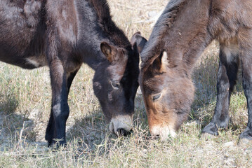 Fototapeta premium donkey in the meadow
