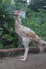 A distinctive, light-feathered fowl with a prominent red face and long neck stands tall on a brick ledge, showcasing its alert posture and unique breed characteristics in a natural outdoor setting