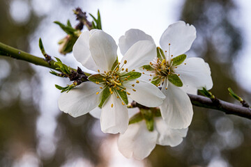 Macro photo of a fully opened almond blossom with white and pink petals and yellow stamens, captured in sharp detail with a soft dark green blurred background